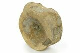 Fossil Ichthyosaur (Brachypterygius) Vertebra - England #351042-1